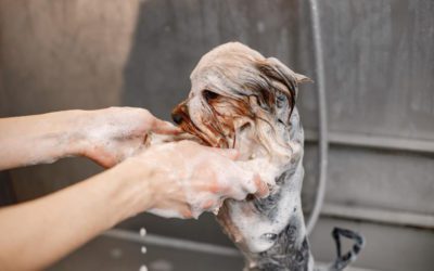 Wash Your Pet’s Dishes After Every Single Use, Seriously