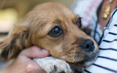 How to Assist Your Pet in Overcoming Anxiety