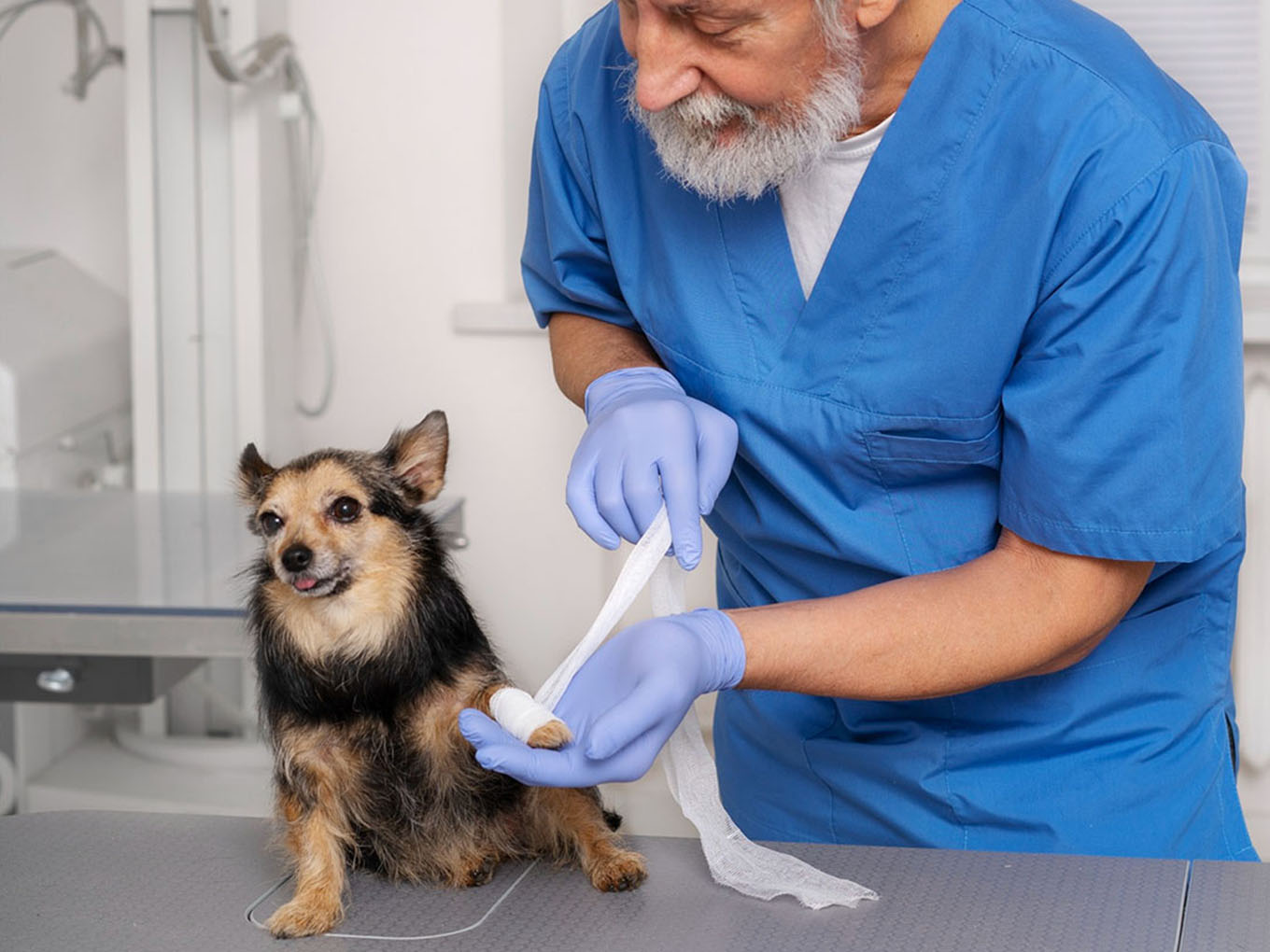 vet taking care of pet